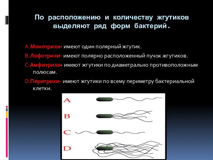 По расположению и количеству жгутиков выделяют ряд форм бактерий. А.Монотрихи-