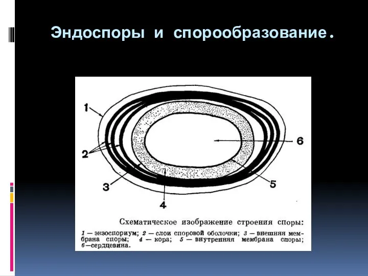 Эндоспоры и спорообразование.