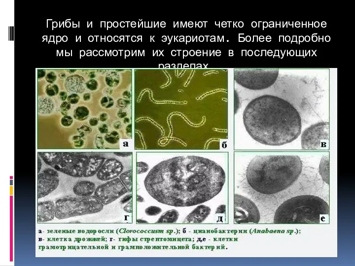 Грибы и простейшие имеют четко ограниченное ядро и относятся к