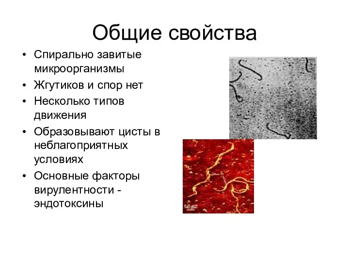 Общие свойства Спирально завитые микроорганизмы Жгутиков и спор нет Несколько