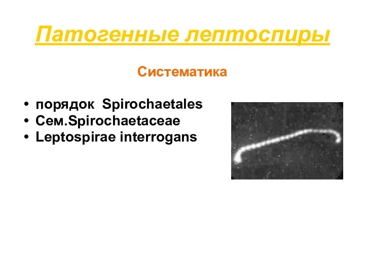 Патогенные лептоспиры Систематика порядок Spirochaetales Сем.Spirochaetaceae Leptospirae interrogans