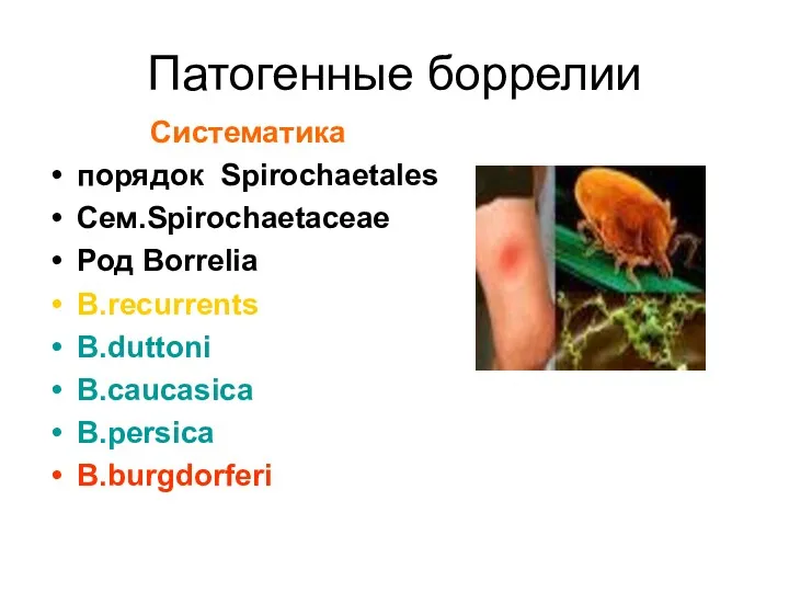 Патогенные боррелии Систематика порядок Spirochaetales Сем.Spirochaetaceae Род Borrelia B.recurrents B.duttoni B.caucasica B.persica B.burgdorferi