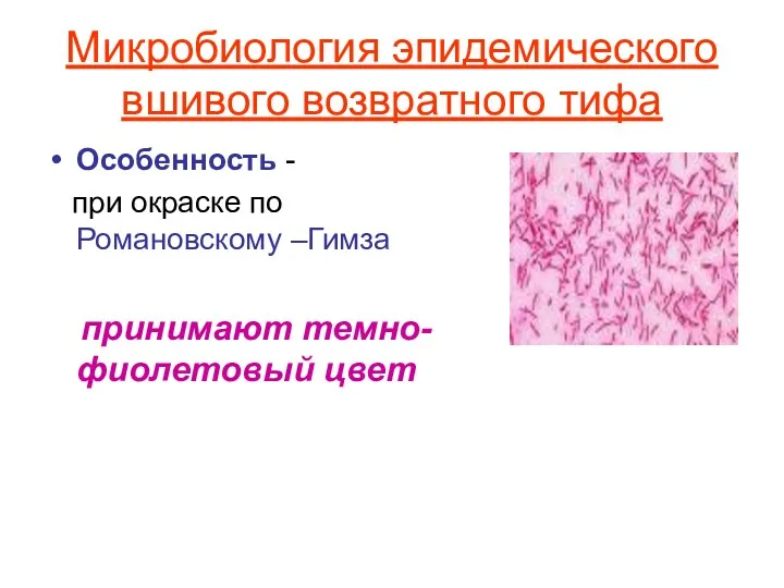 Микробиология эпидемического вшивого возвратного тифа Особенность - при окраске по Романовскому –Гимза принимают темно-фиолетовый цвет