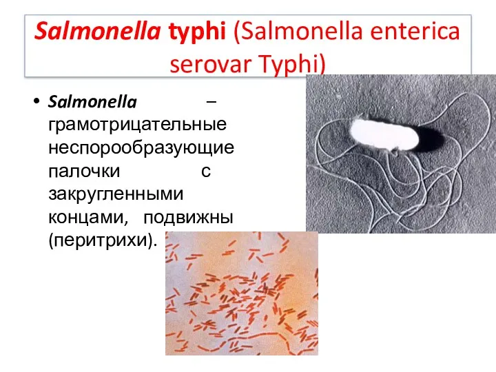 Salmonella typhi (Salmonella enterica serovar Typhi) Salmonella – грамотрицательные неспорообразующие палочки с закругленными концами, подвижны (перитрихи).