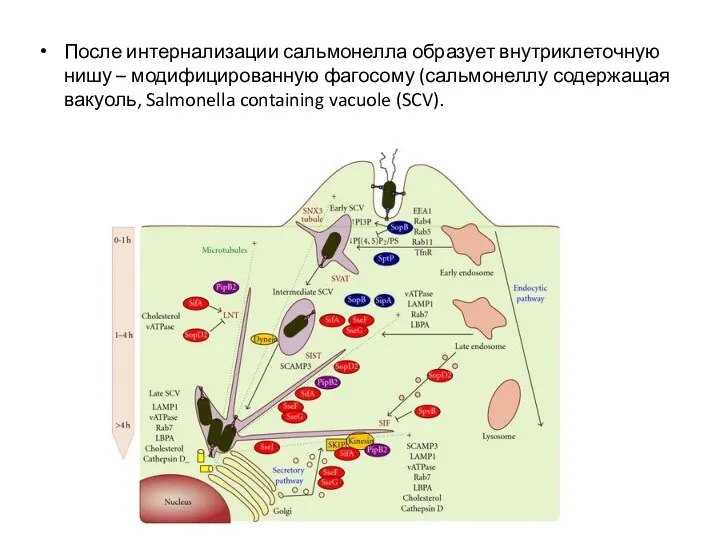 После интернализации сальмонелла образует внутриклеточную нишу – модифицированную фагосому (сальмонеллу содержащая вакуоль, Salmonella containing vacuole (SCV).