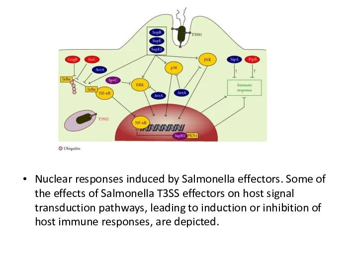 Nuclear responses induced by Salmonella effectors. Some of the effects