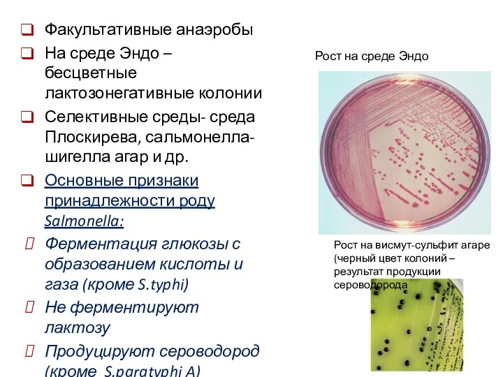 Факультативные анаэробы На среде Эндо – бесцветные лактозонегативные колонии Селективные среды- среда Плоскирева,