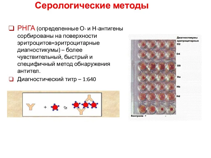 РНГА (определенные О- и Н-антигены сорбированы на поверхности эритроцитов=эритроцитарные диагностикумы)