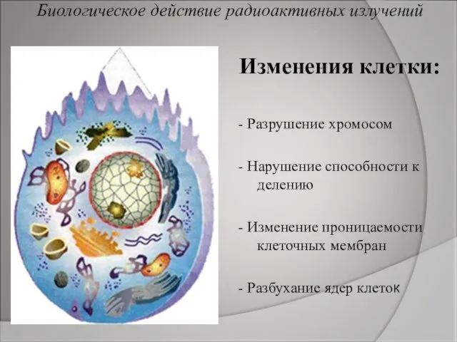 Биологическое действие радиоактивных излучений Изменения клетки: - Разрушение хромосом -