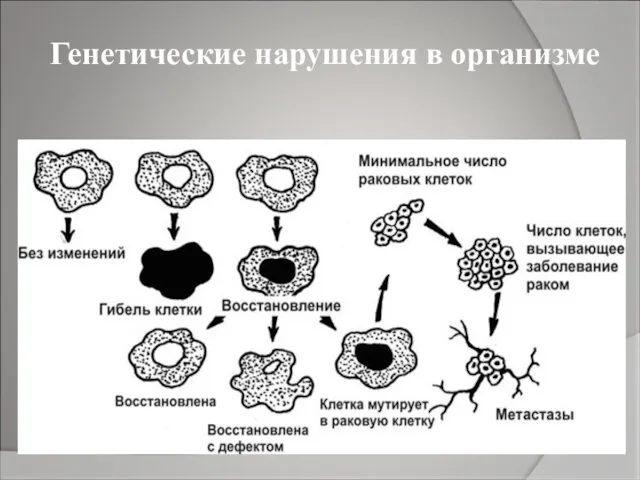 Генетические нарушения в организме