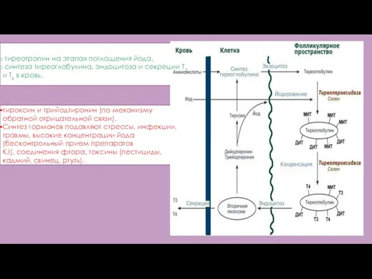 тиреотропин на этапах поглощения йода, синтеза тиреоглобулина, эндоцитоза и секреции