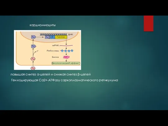 кардиомиоциты повышая синтез a-цепей и снижая синтез β-цепей Ген кодирующая Са2+-АТФазу саркоплазматического ретикулума