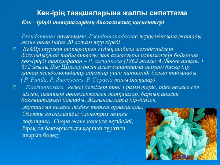 Көк-ірің таяқшаларына жалпы сипаттама Көк - іріңді таяқшалардың биологиялық қасиеттері