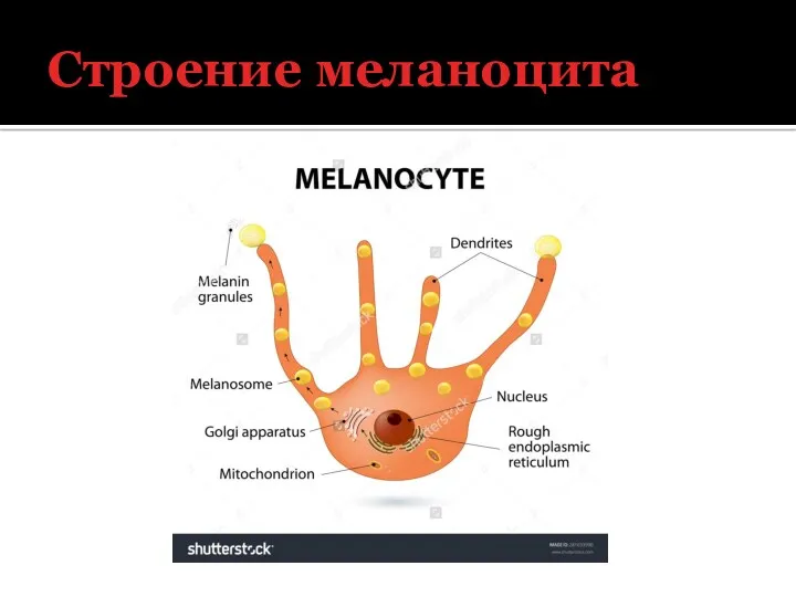 Строение меланоцита