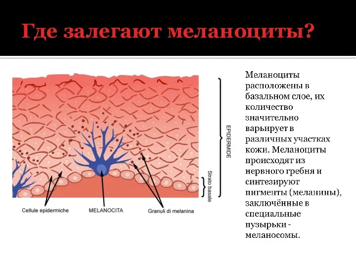 Где залегают меланоциты?