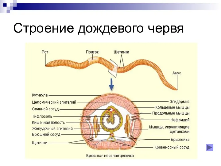 Строение дождевого червя