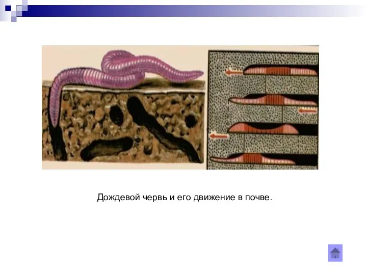 Дождевой червь и его движение в почве.