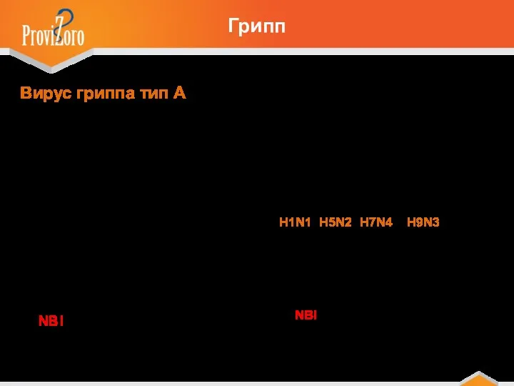 Вирус гриппа тип А опасен как для людей, так и