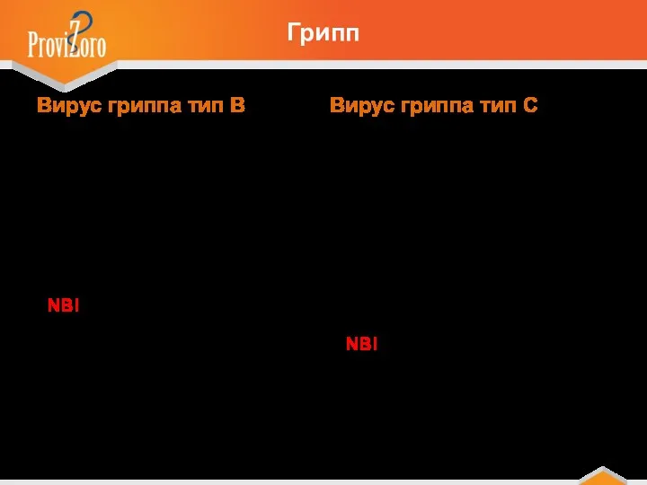 Вирус гриппа тип B распространяется только среди людей вызывает менее