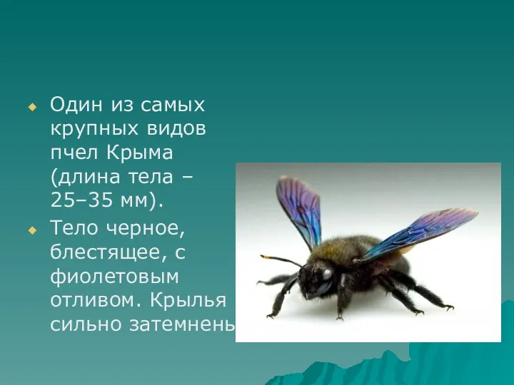 Один из самых крупных видов пчел Крыма (длина тела –