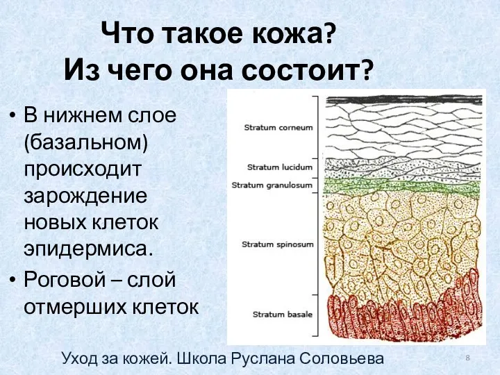 Что такое кожа? Из чего она состоит? В нижнем слое (базальном) происходит зарождение