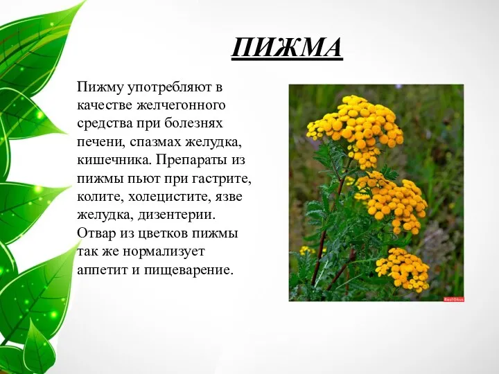 ПИЖМА Пижму употребляют в качестве желчегонного средства при болезнях печени,