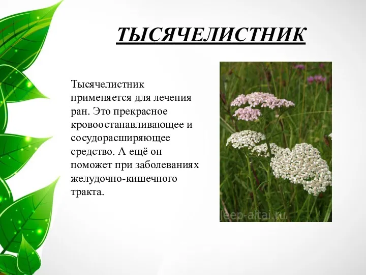 ТЫСЯЧЕЛИСТНИК Тысячелистник применяется для лечения ран. Это прекрасное кровоостанавливающее и