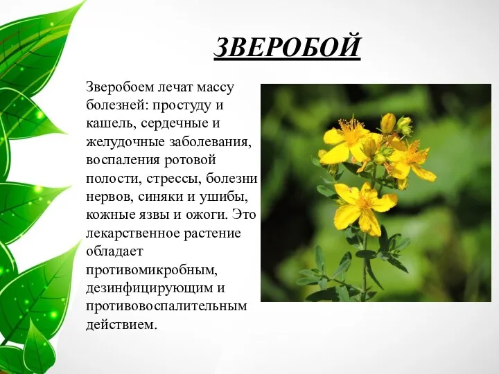 ЗВЕРОБОЙ Зверобоем лечат массу болезней: простуду и кашель, сердечные и