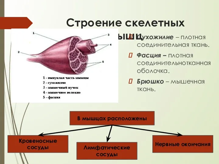 Строение скелетных мышц Сухожилие – плотная соединительная ткань. Фасция –