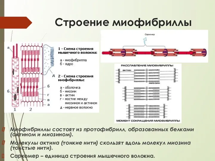 Строение миофибриллы Миофибриллы состоят из протофибрилл, образованных белками (актином и