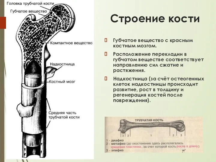 Строение кости Губчатое вещество с красным костным мозгом. Расположение перекладин