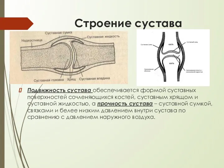 Строение сустава Подвижность сустава обеспечивается формой суставных поверхностей сочленяющихся костей,