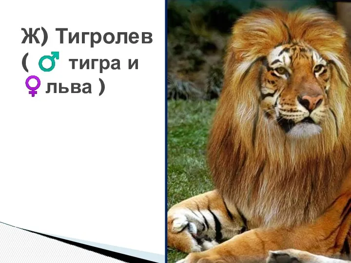 Ж) Тигролев ( ♂ тигра и ♀льва )