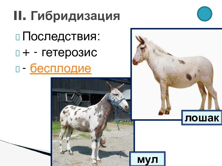 Последствия: + - гетерозис - бесплодие II. Гибридизация мул лошак