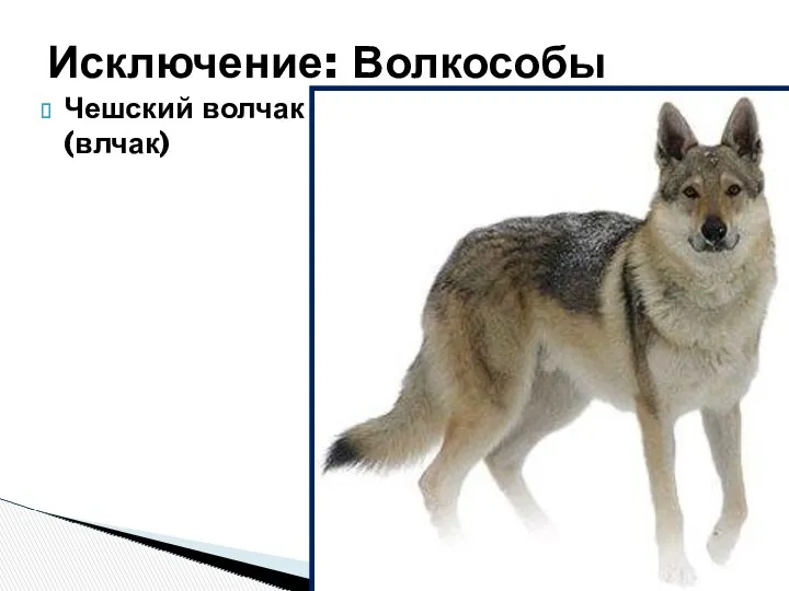 Чешский волчак (влчак) Исключение: Волкособы
