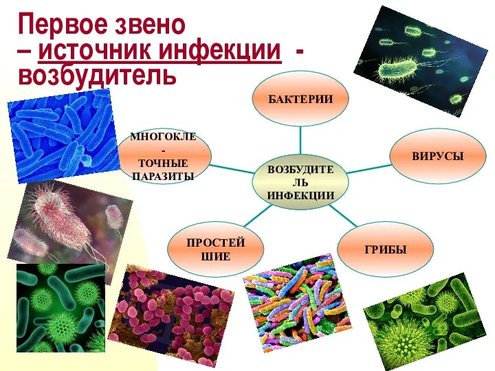 Первое звено – источник инфекции - возбудитель