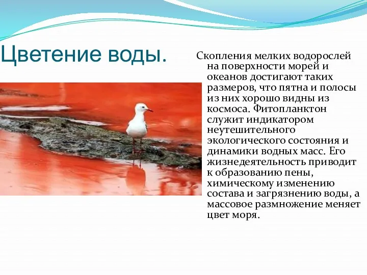 Цветение воды. Скопления мелких водорослей на поверхности морей и океанов