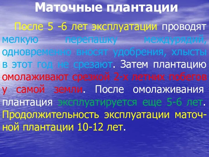 Маточные плантации После 5 -6 лет эксплуатации проводят мелкую перепашку