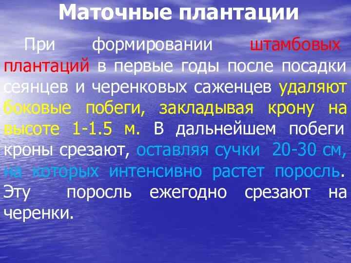 Маточные плантации При формировании штамбовых плантаций в первые годы после