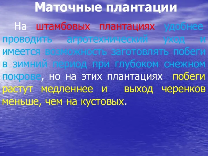 Маточные плантации На штамбовых плантациях удобнее проводить агротехнический уход и