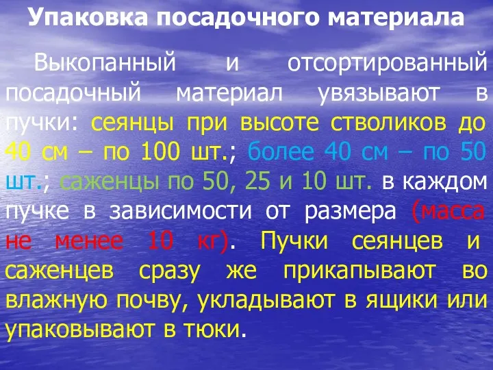 Упаковка посадочного материала Выкопанный и отсортированный посадочный материал увязывают в