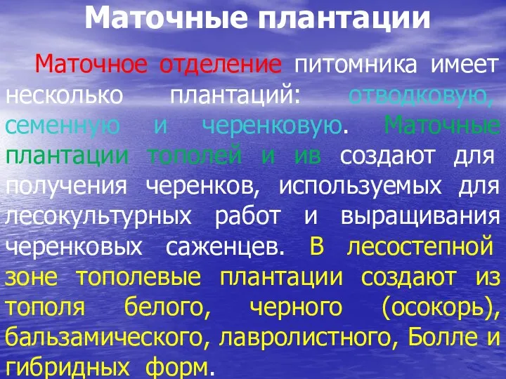 Маточные плантации Маточное отделение питомника имеет несколько плантаций: отводковую, семенную