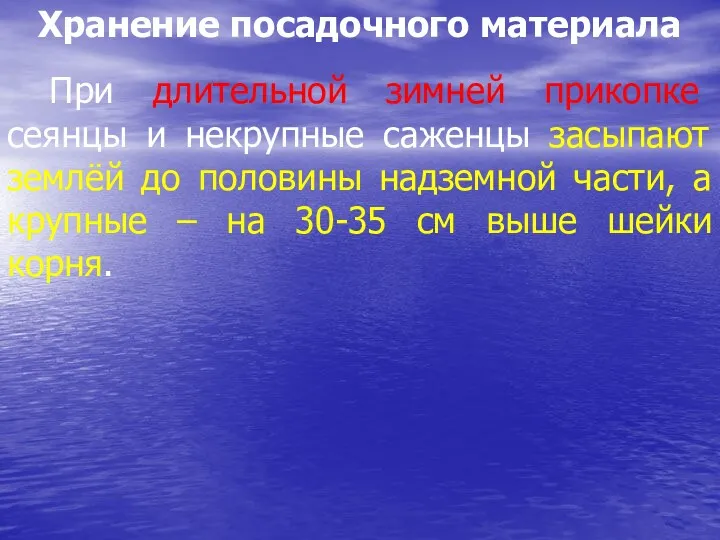 Хранение посадочного материала При длительной зимней прикопке сеянцы и некрупные