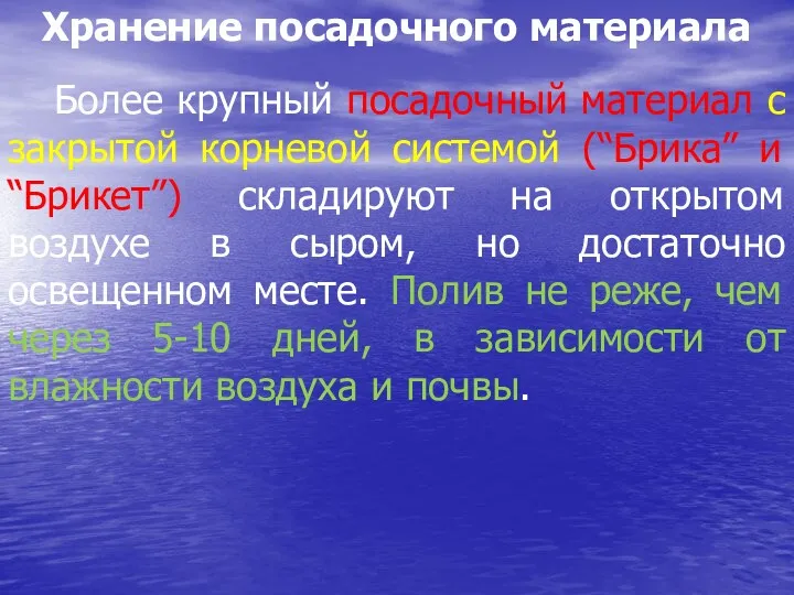 Хранение посадочного материала Более крупный посадочный материал с закрытой корневой