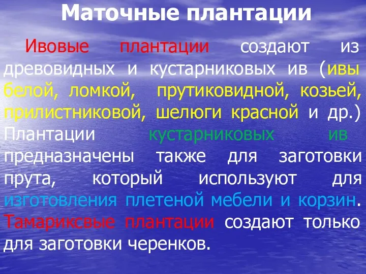 Маточные плантации Ивовые плантации создают из древовидных и кустарниковых ив