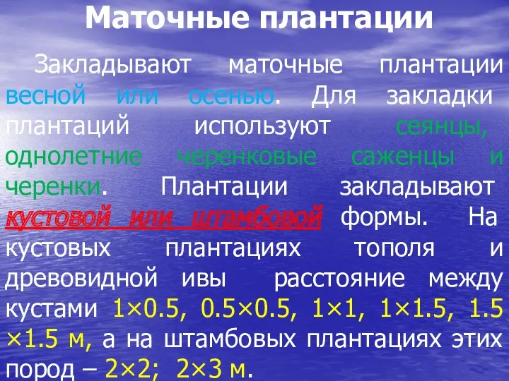 Маточные плантации Закладывают маточные плантации весной или осенью. Для закладки