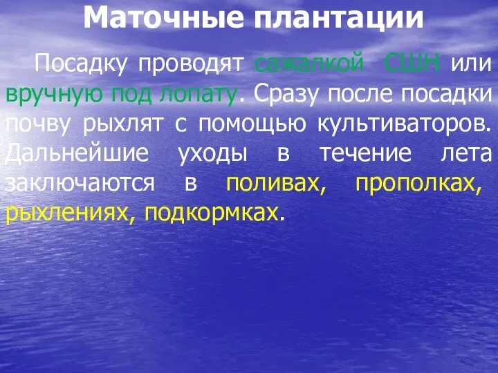 Маточные плантации Посадку проводят сажалкой СШН или вручную под лопату.