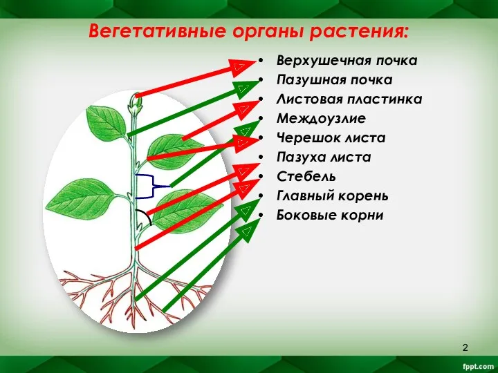Вегетативные органы растения: Верхушечная почка Пазушная почка Листовая пластинка Междоузлие