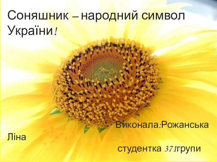 Соняшник – народний символ України
