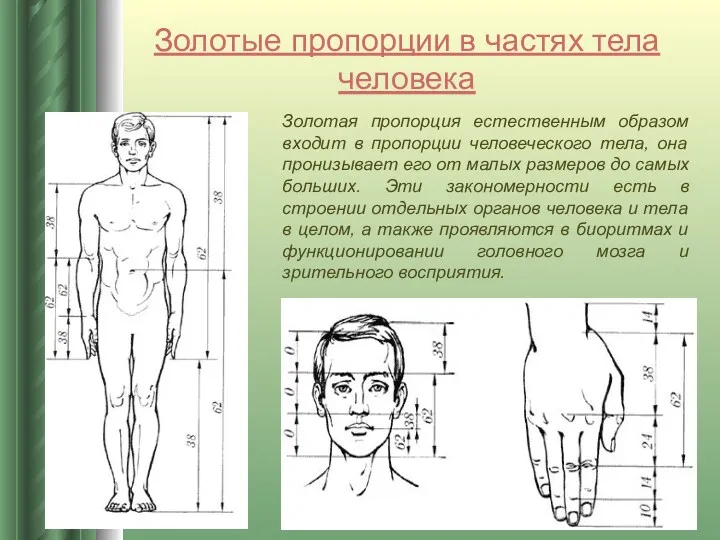 Золотые пропорции в частях тела человека Золотая пропорция естественным образом